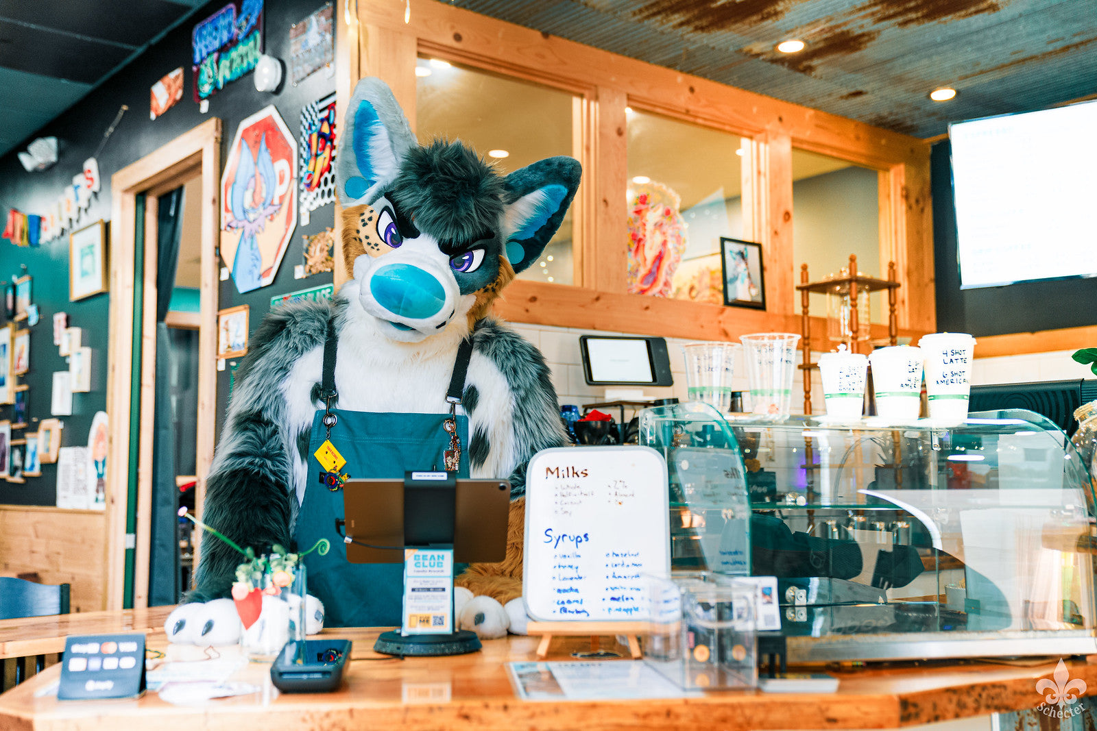 Avery standing behind the café counter with turquoise paws on the wood surface.